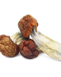 Blue Pulaski Magic Mushrooms