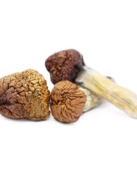 Mazatapec Magic Mushrooms