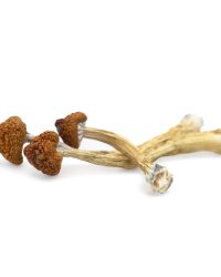 Big Mex Magic Mushrooms
