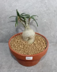 Peyote cactus seeds