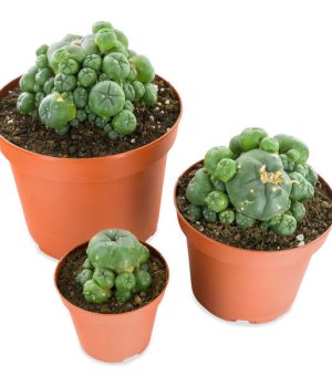 Peyote buttons for sale
