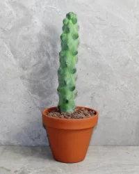 Peyote cactus for sale