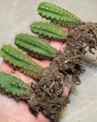 Peyote for sell