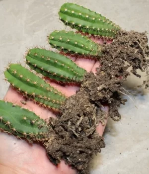 Peyote for sell