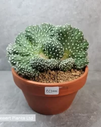 Peyote from seed