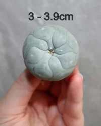 Peyote sale