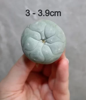 Peyote sale