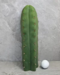 Peyote sale