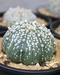 Peyote seeds