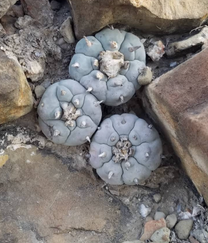 Lophophora Williamsii var. Puerto Sigala Cacti Seeds