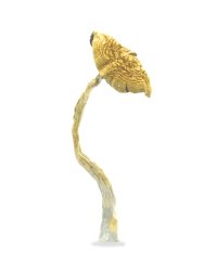 South American Magic Mushrooms