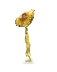 Texas Penis Envy Magic Mushrooms