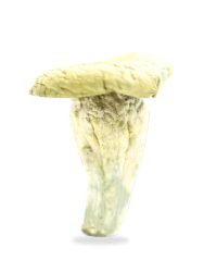 Thrasher Magic Mushrooms