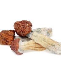 Tidal Wave Magic Mushrooms