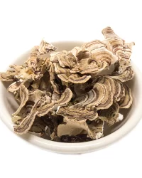 Turkey Tail Medicinal Mushrooms