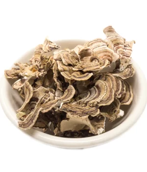 Turkey Tail Medicinal Mushrooms