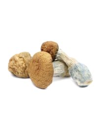Makilla Gorilla Magic Mushrooms