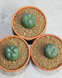 Weird cactus