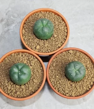 Weird cactus