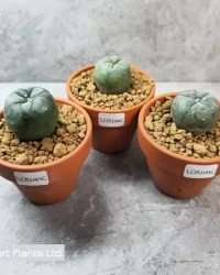 Williamsii peyote