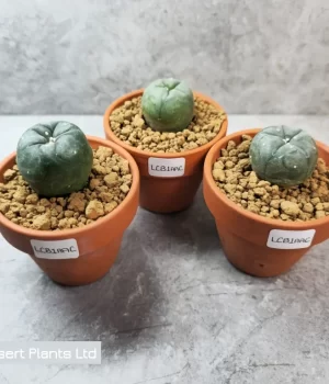 Williamsii peyote