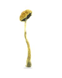 Wollongong Magic Mushrooms