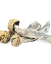 Yeti Magic Mushrooms