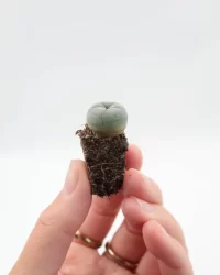 LOPHOPHORA WILLIAMSII SEEDLING