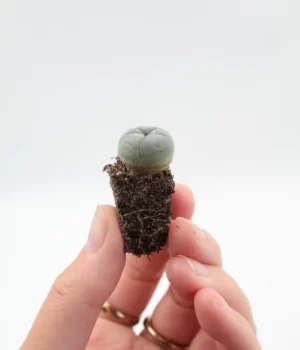 LOPHOPHORA WILLIAMSII SEEDLING