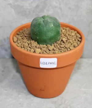 exotic cactus plants