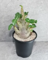 cactus identification