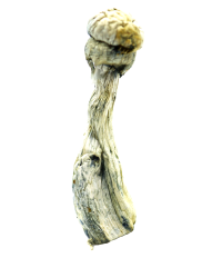 Albino Penis Envy Magic Mushrooms