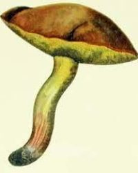 Canned Suillus Granulatus Mushroom