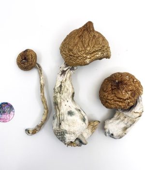 Lizard King Mushrooms – Lizard King Psilocybe Cubensis