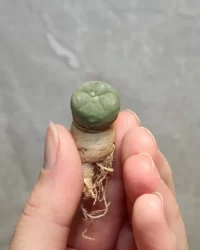 lophophora williamsii seeds