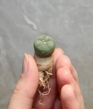 lophophora williamsii seeds