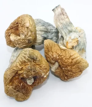 Melmac PE Magic Mushroom – Psilocybin Shrooms