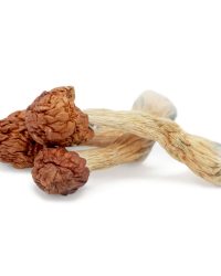 Melmac Penis Envy Magic Mushrooms