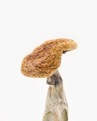 Golden Teachers Magic Mushrooms