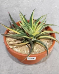 peyote button seeds