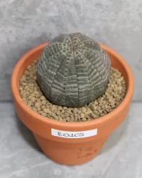 peyote cactus