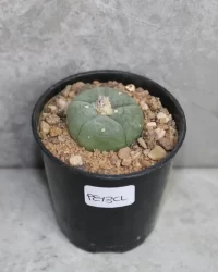peyote plant for sale