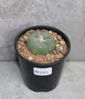 peyote plant for sale