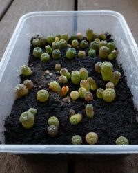 peyote seed