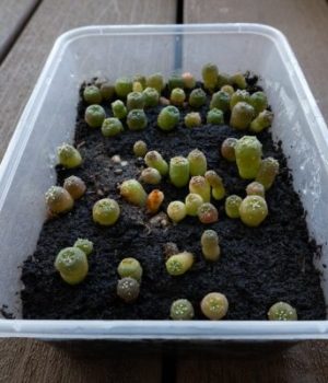 peyote seed