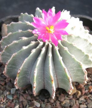 Geohintonia Mexicana Cactus