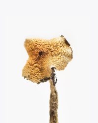 Bachlors | Texas Yellow Cap Mushrooms